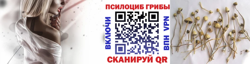 Псилоцибиновые грибы Psilocybine cubensis  Козельск 